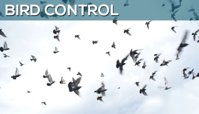 Bird Control